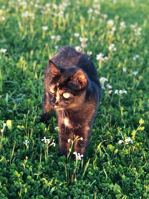 luna – RAVENTREE RANCH